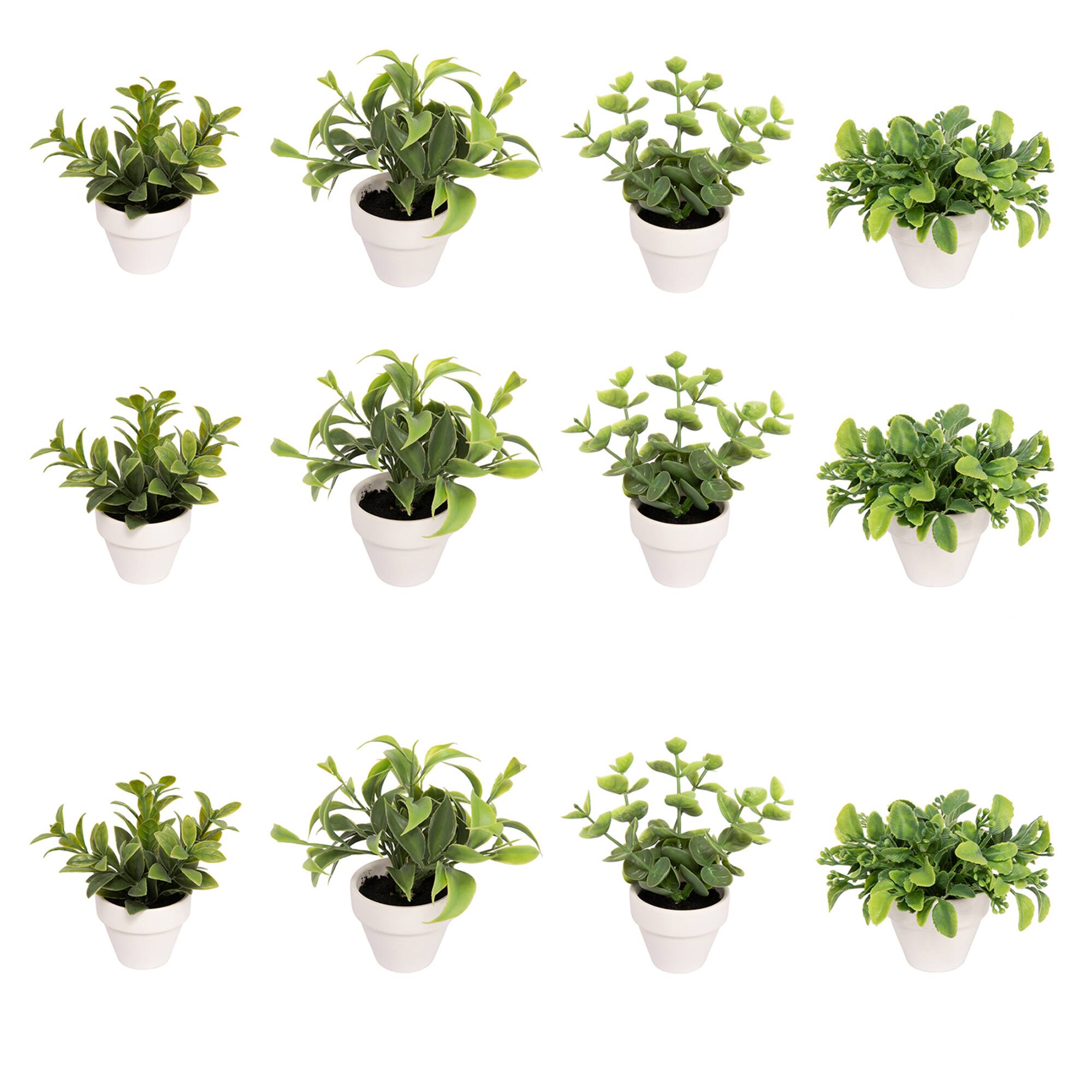 Assorted Micro Premade Leaf Plant, 1pc. by Ashland®